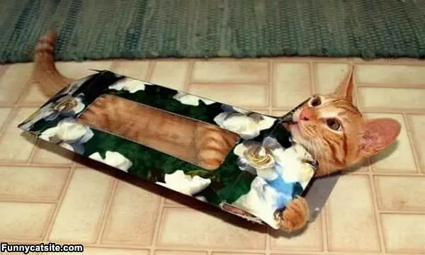 Tissue Box Cat