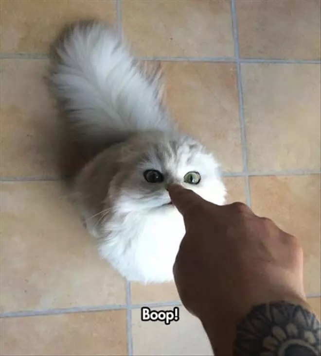 You Have Been Booped