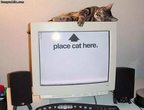 Place Cat Here