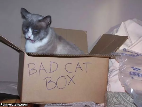 The Bad Cat Box