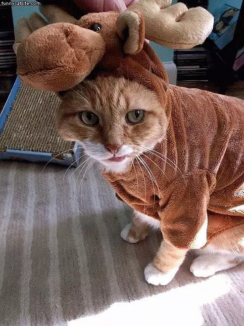 Cat Costume