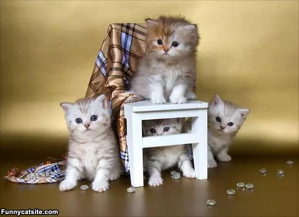 Lots Of Cute Kittens