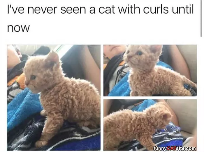 A Cat With Curls