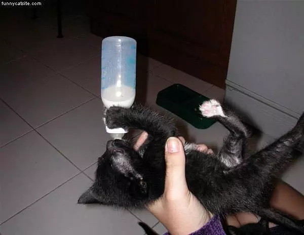 Kitten Milk