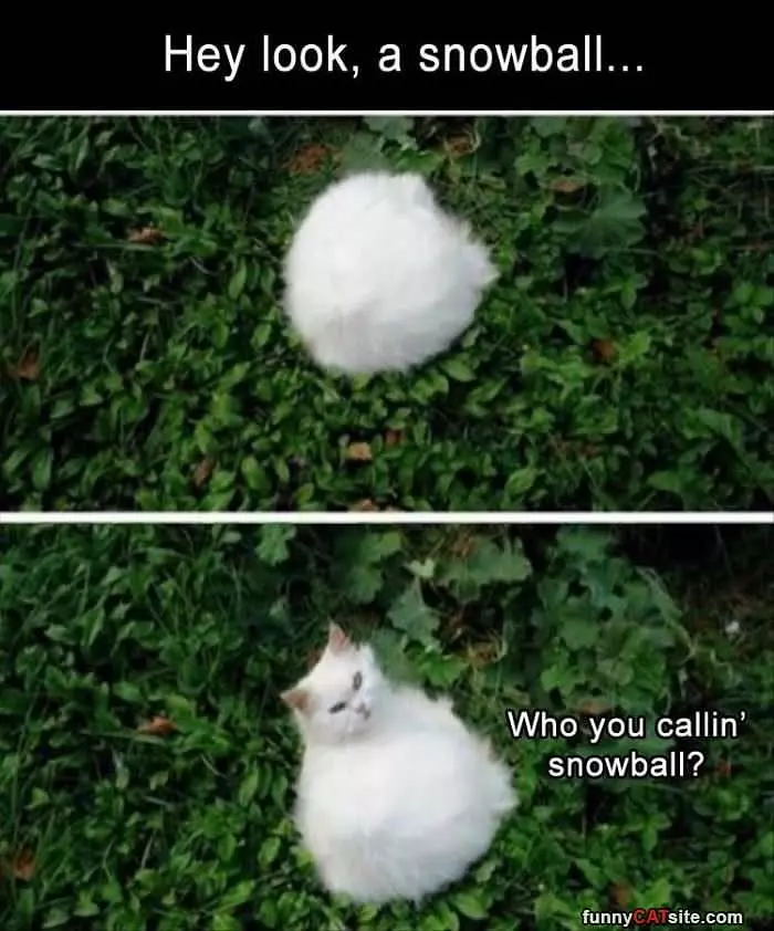 Not A Snowball