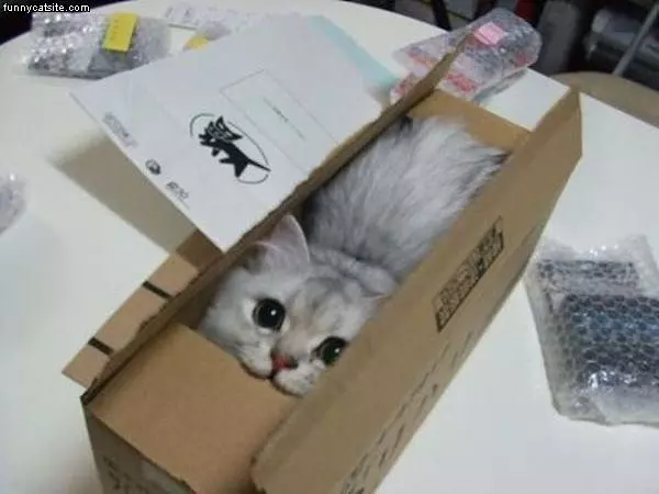 I Have A Box