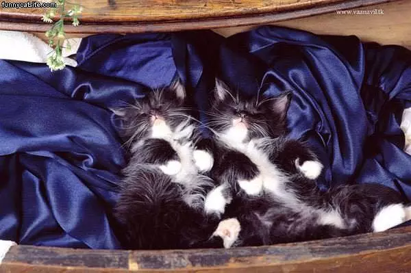 Twin Sleepers