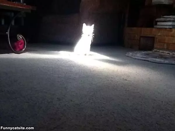 The Sun Cat