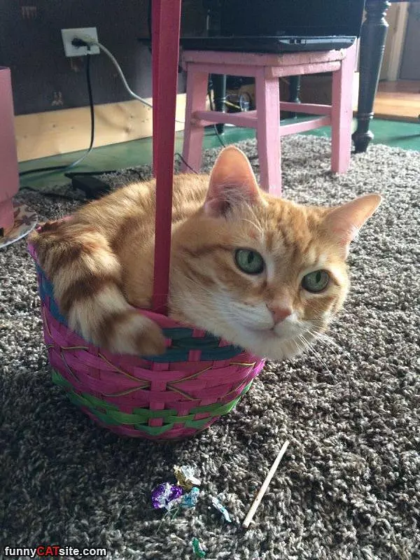 Basket Of Cats