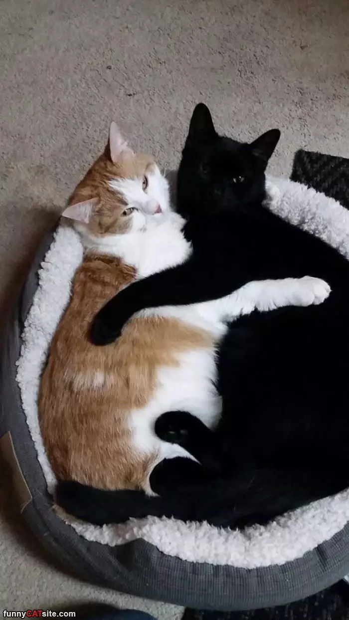 Cuddling Together