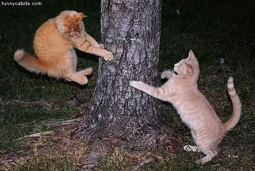 Attack Cats At Tree