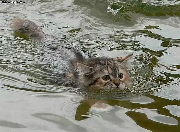 Brown Cat In Water