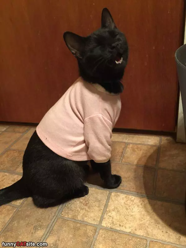 I Has A Sweater