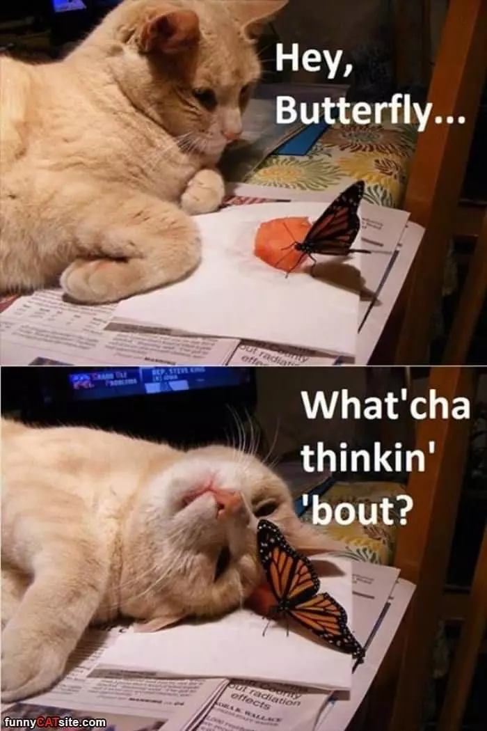 Hey There Butterfly