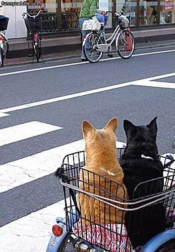 2 Cats In Shopping Cart