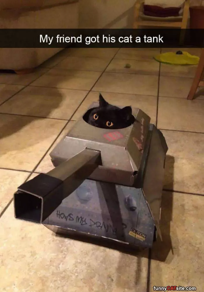 I Am The Tank Cat