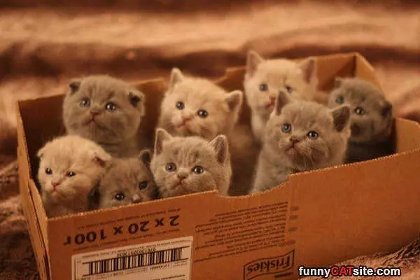 Box Full Of Kittens