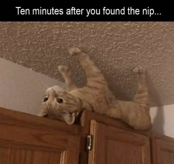 10 Minutes Into Nip