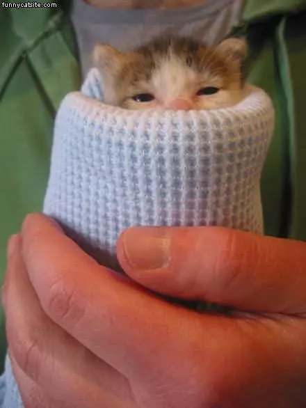Kitten Wrap