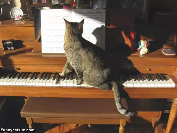 Playing Piano Cat
