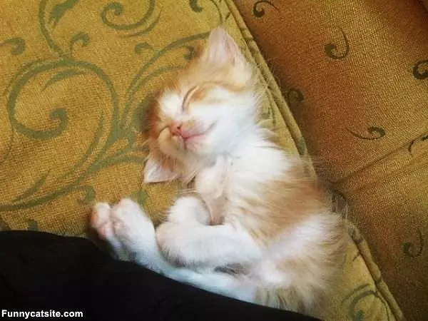 Its Kitten Nap Time