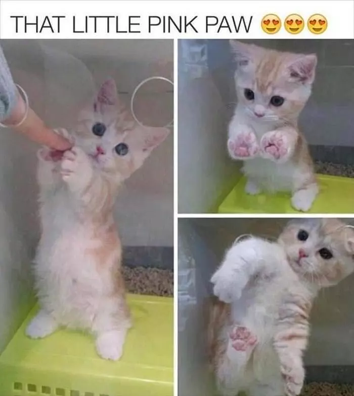 That Little Pink Paw