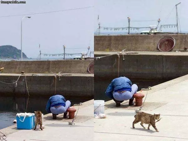 Cat Stealing Fish