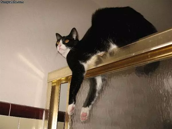 Cat On Shower Door