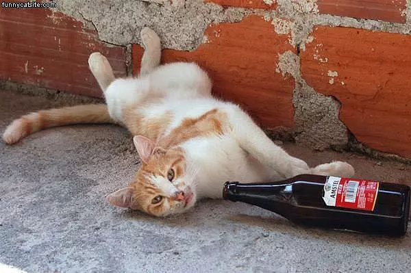 Cat Likes Beer