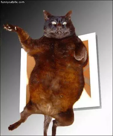 Flying Fat Cat