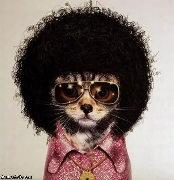 The Afro Cat