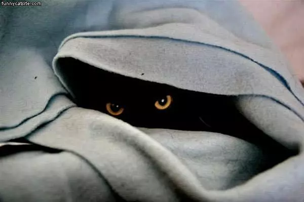 Cloak Cat