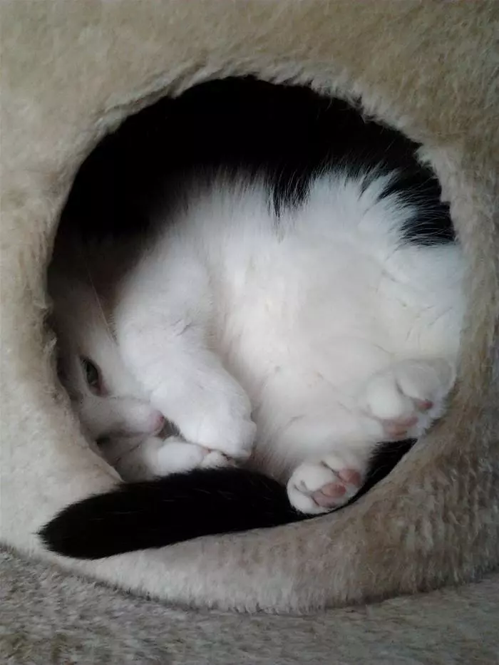 Curled In A Ball