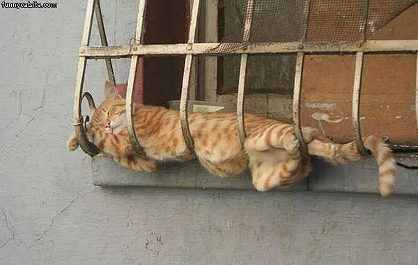 Nice-cat-bed