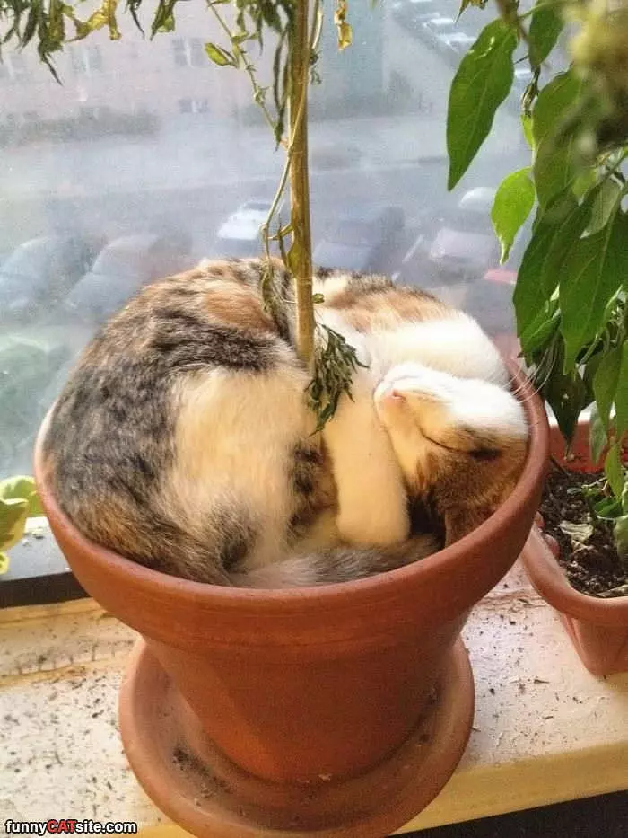 I Am A Plant Now