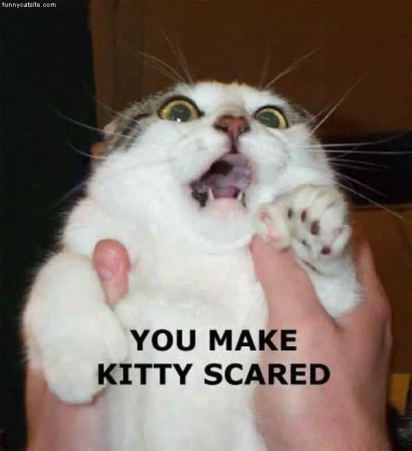 Kitty Scared