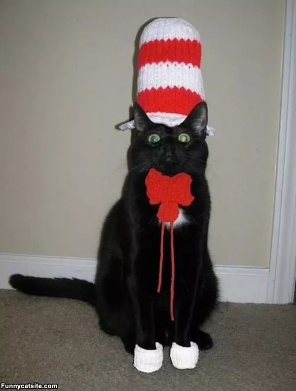 Nice Hat Cat