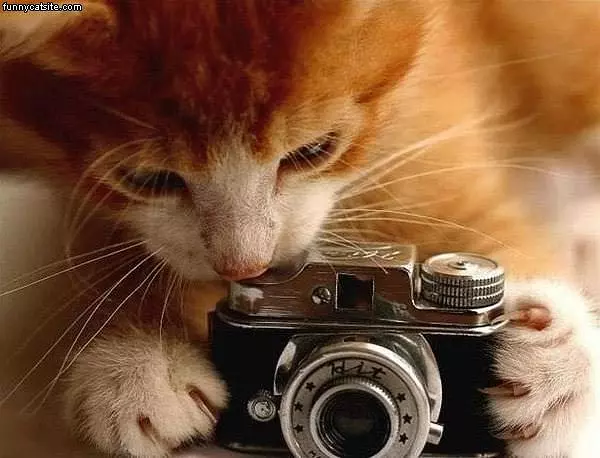 Cat With Camera