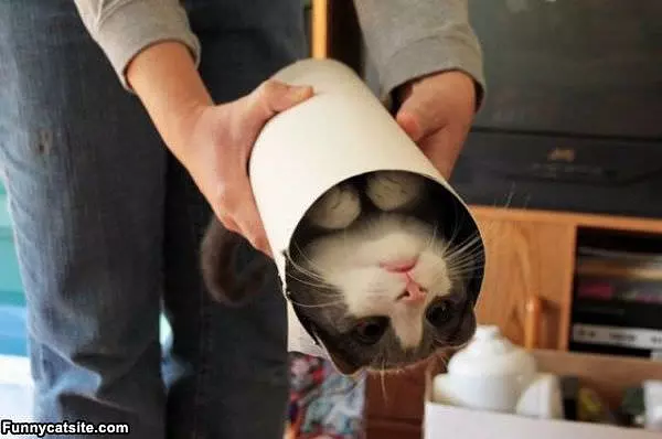 One Tube Of Cat