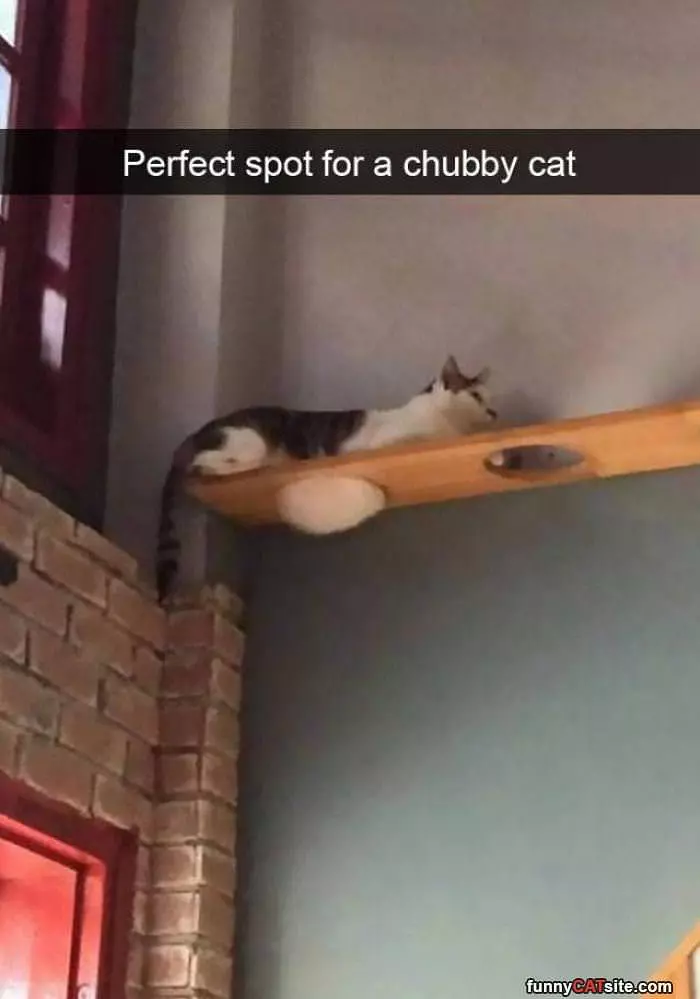 Chubby Cat Spot