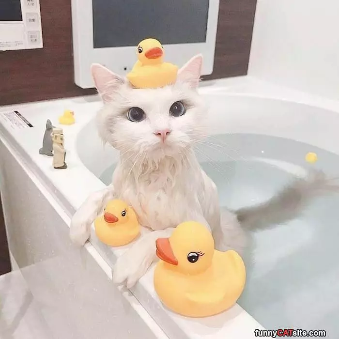 Getting My Bath