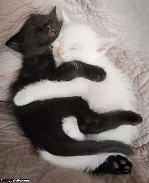 Black And White Cats