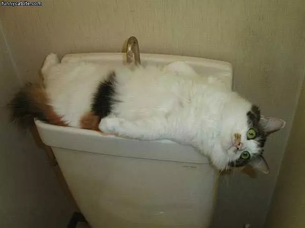 Cat On Toilet