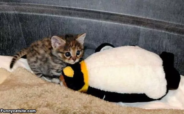 Cute Hiding Kitten