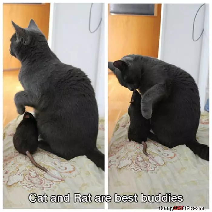 Cat And Rat Are Besties