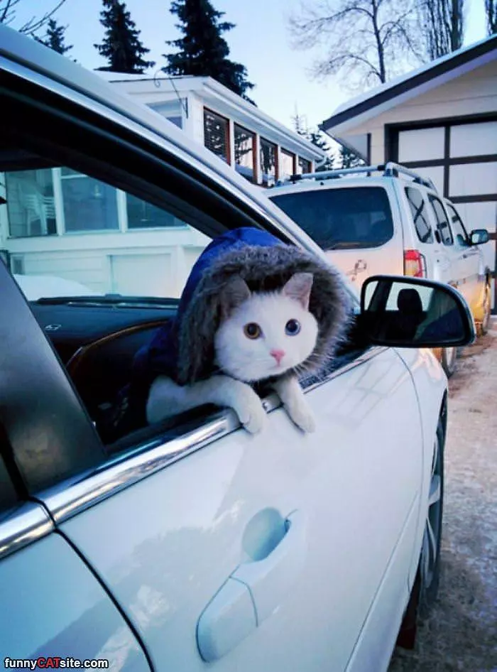 Hey Get In And Lets Go