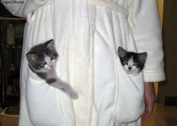 Poket Kittens