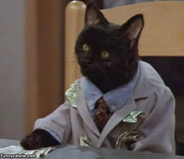 Serious Business Cat