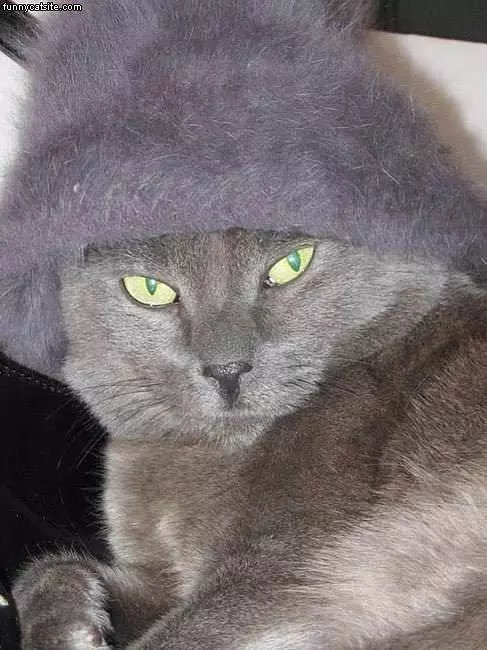 Gray Cat With A Hat