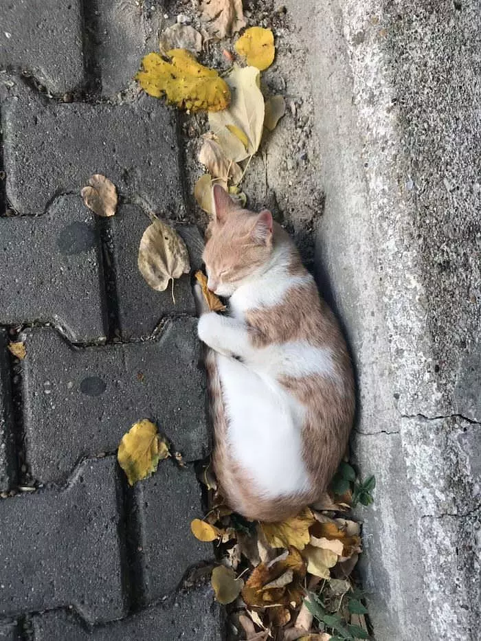 Found A Place To Sleep